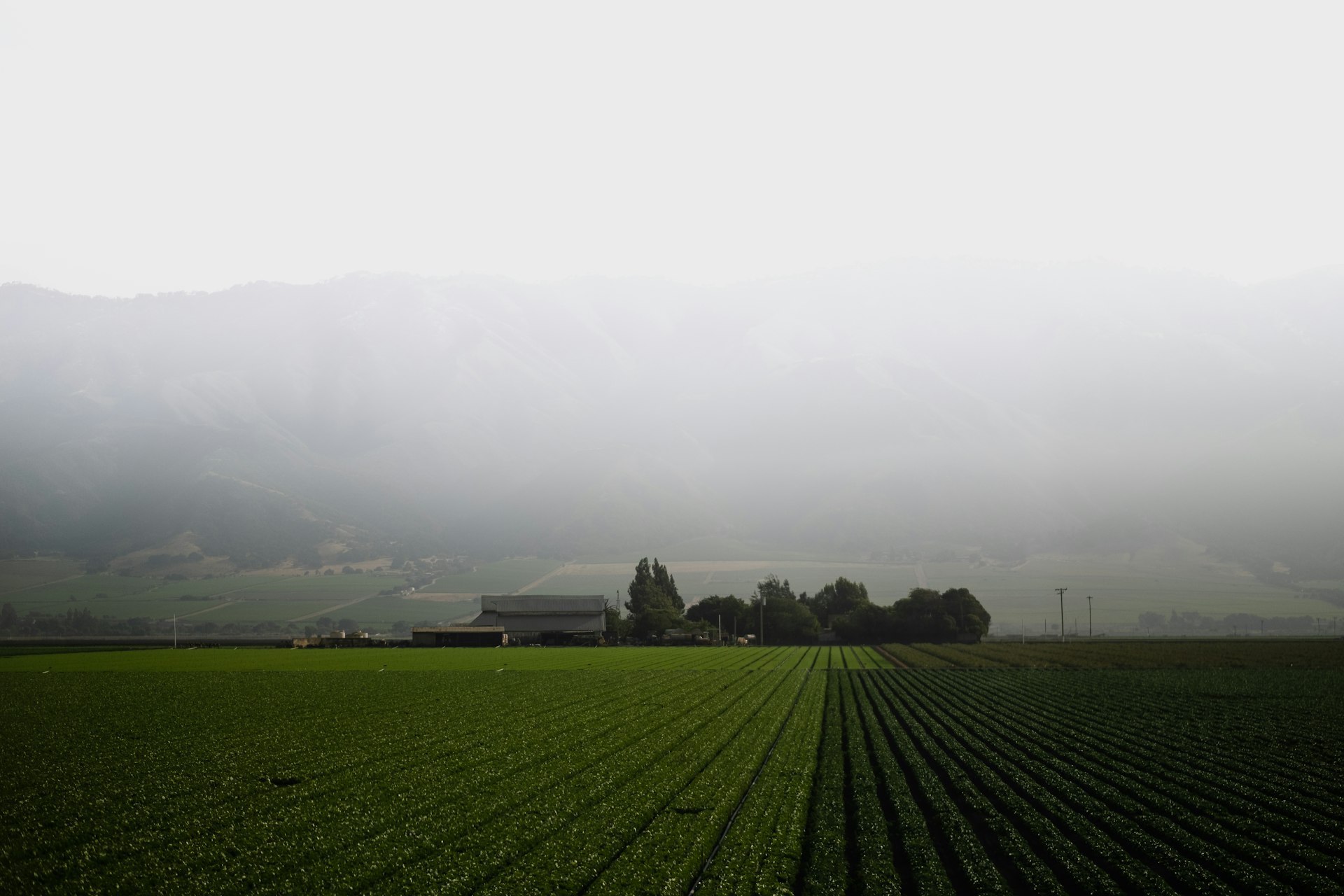 Central Valley farmland under soft morning fog